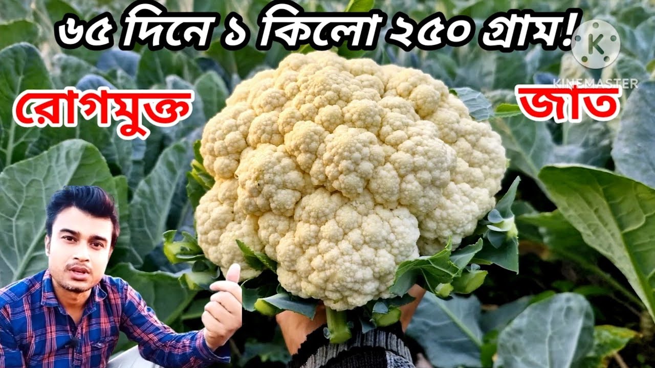 ফুলকপির সেরা জাত - ৬৫ দিনে প্রতিটি কপি ১ কিলো ২০০ গ্রাম!|Cauliflower best Verity|Pan seeds