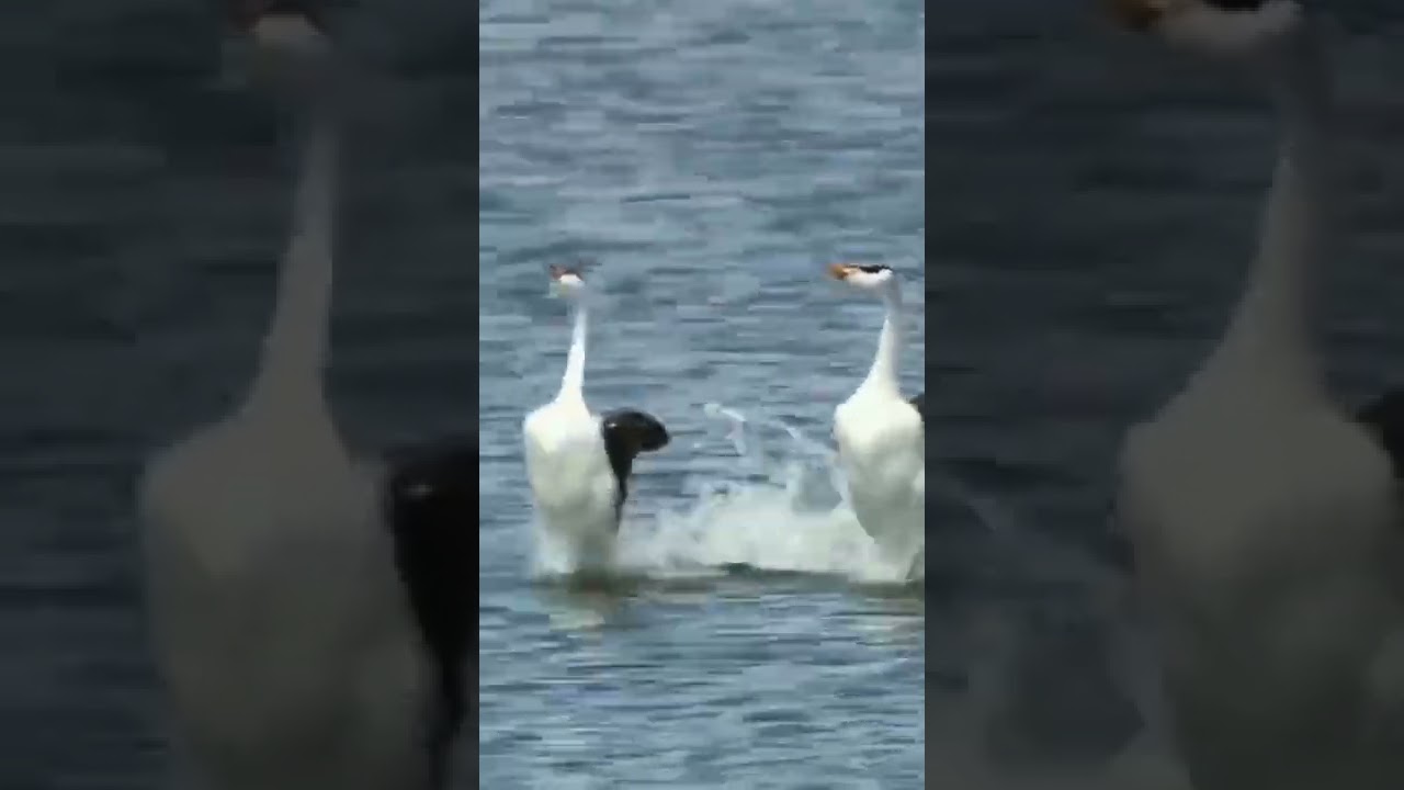 Dance of the Grebes #birdextreme #naturevideos #wildlife