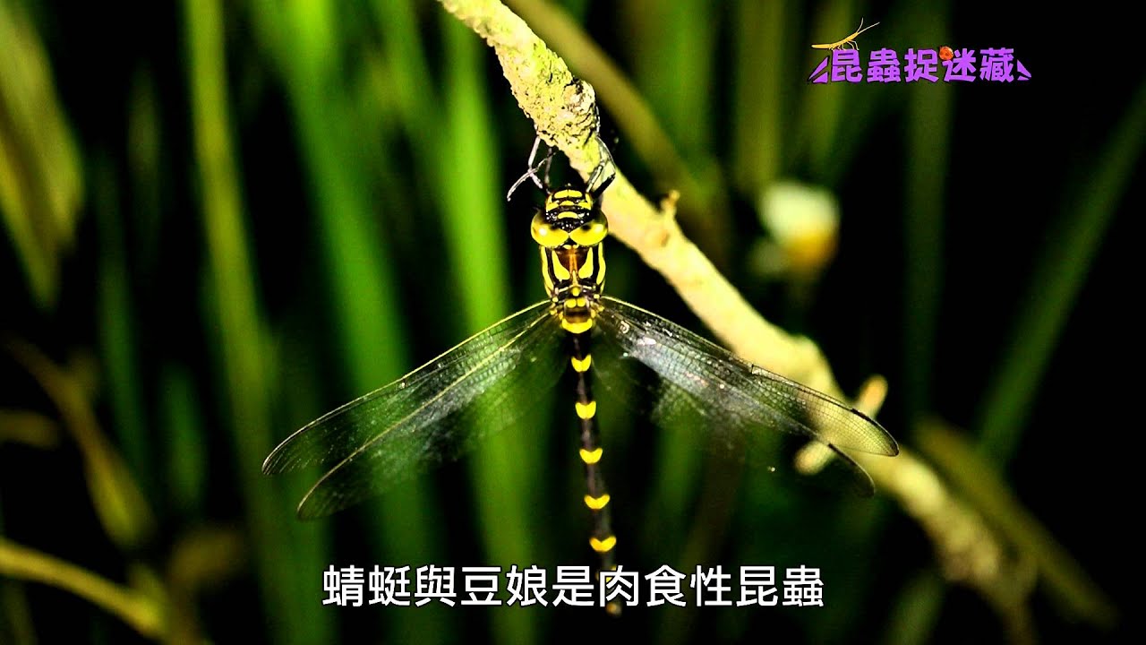 《昆蟲捉迷藏》【水空兩棲霸主：蜻蜓與豆娘】