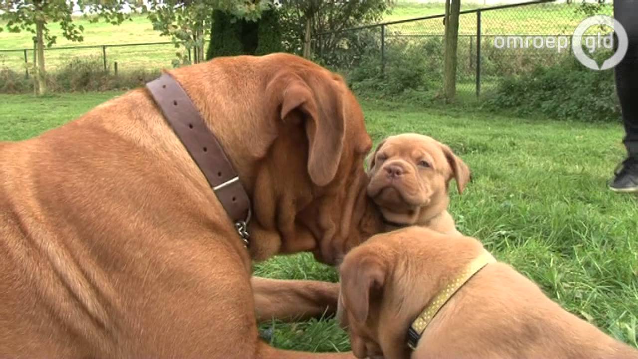 Bordeauxdog met 18 pups in Deest