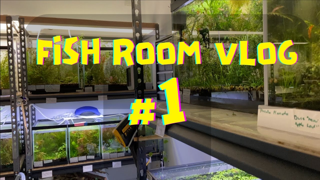 fish room vlog #1