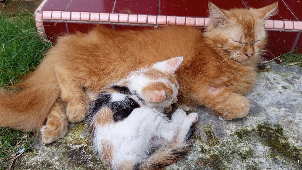 Lazy Afternoon: Kucing Edition