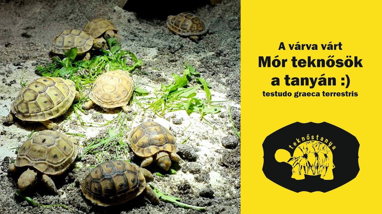 mór teknősök a teknőstanyán :)