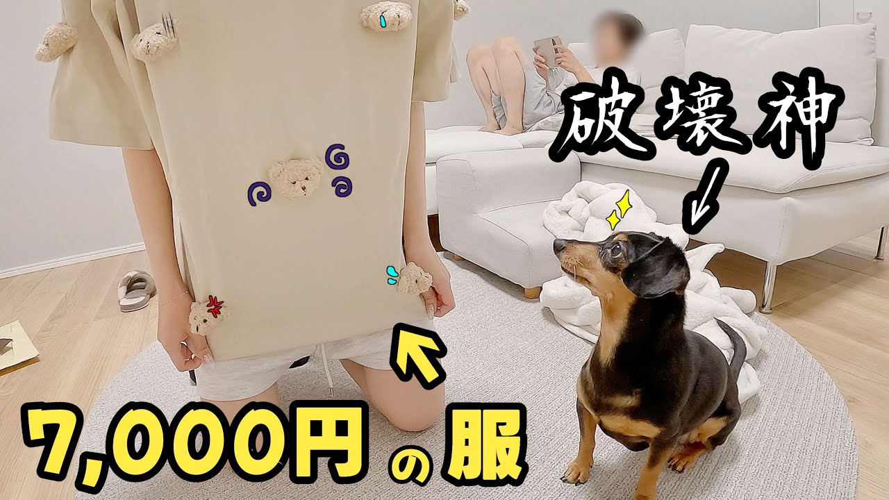 ぬいぐるみだらけの服を見た犬の反応がヤバい