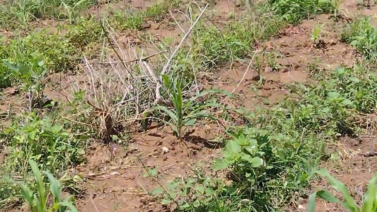 A roça de azogo 