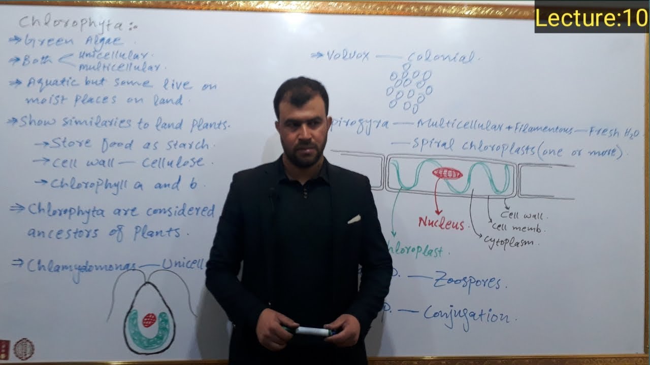 Chlorophyta (green algae)  | Plant like protists | kingdom protista | Chlamydomonas | Spirogyra