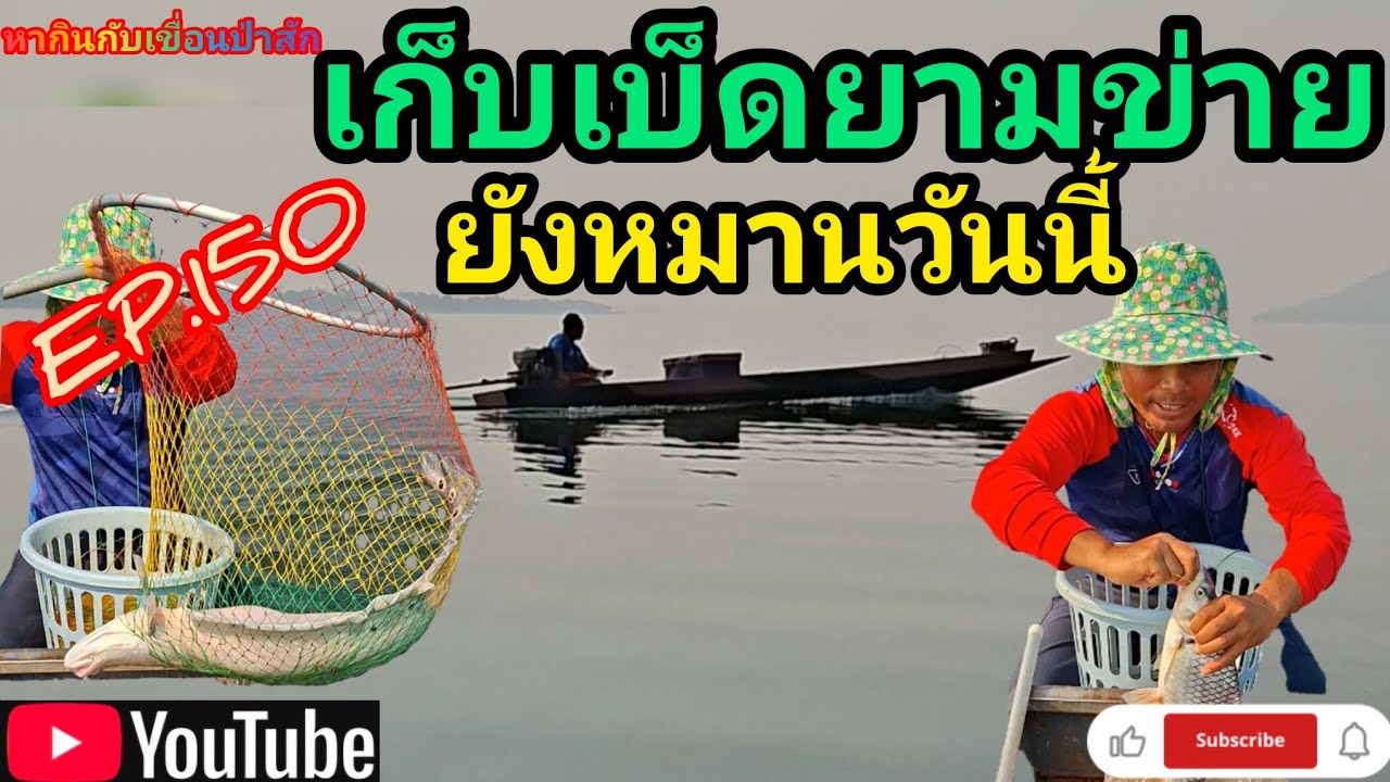 EP.150 เก็บเบ็ดกับยามข่ายยังหมานวันนี้ #fishing  #เบ็ดราว #นั่งเรือตกปลา #หากินกับเขื่อนป่าสัก 
