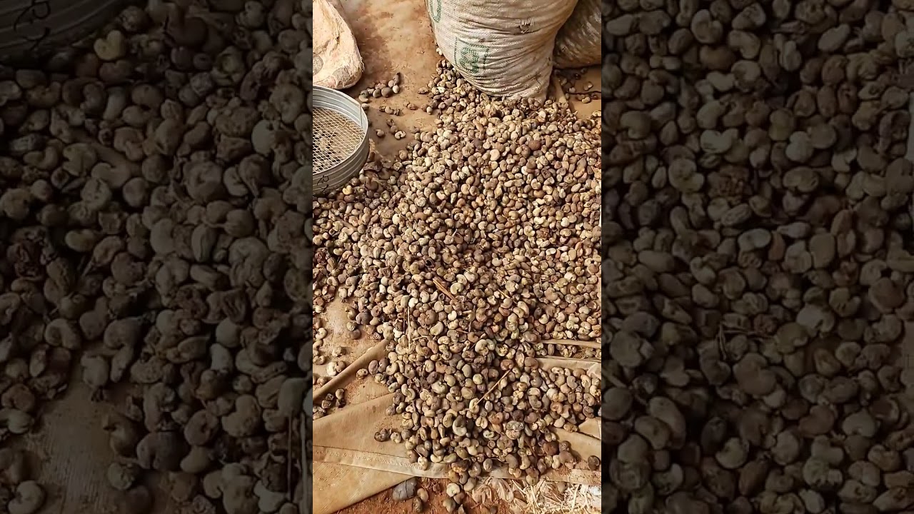 do you want to go into a cashew business in nigeria