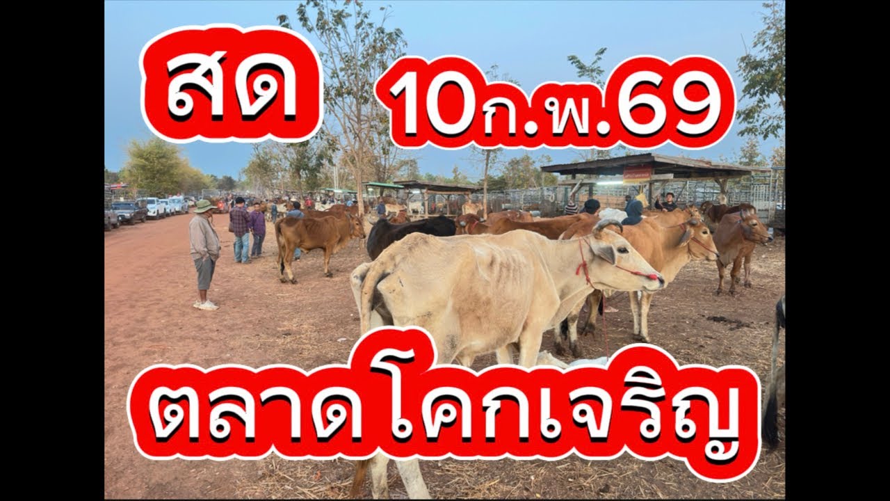 ชมบรรยากาศตลาดนัดโคกระบือโคกเจริญ อ.สว่าง จ.สกลนคร #ราคาวัววันนี้ 10/2/69