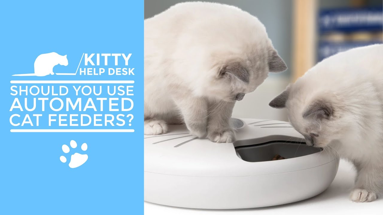 Should You Use an Automated Cat Feeder?