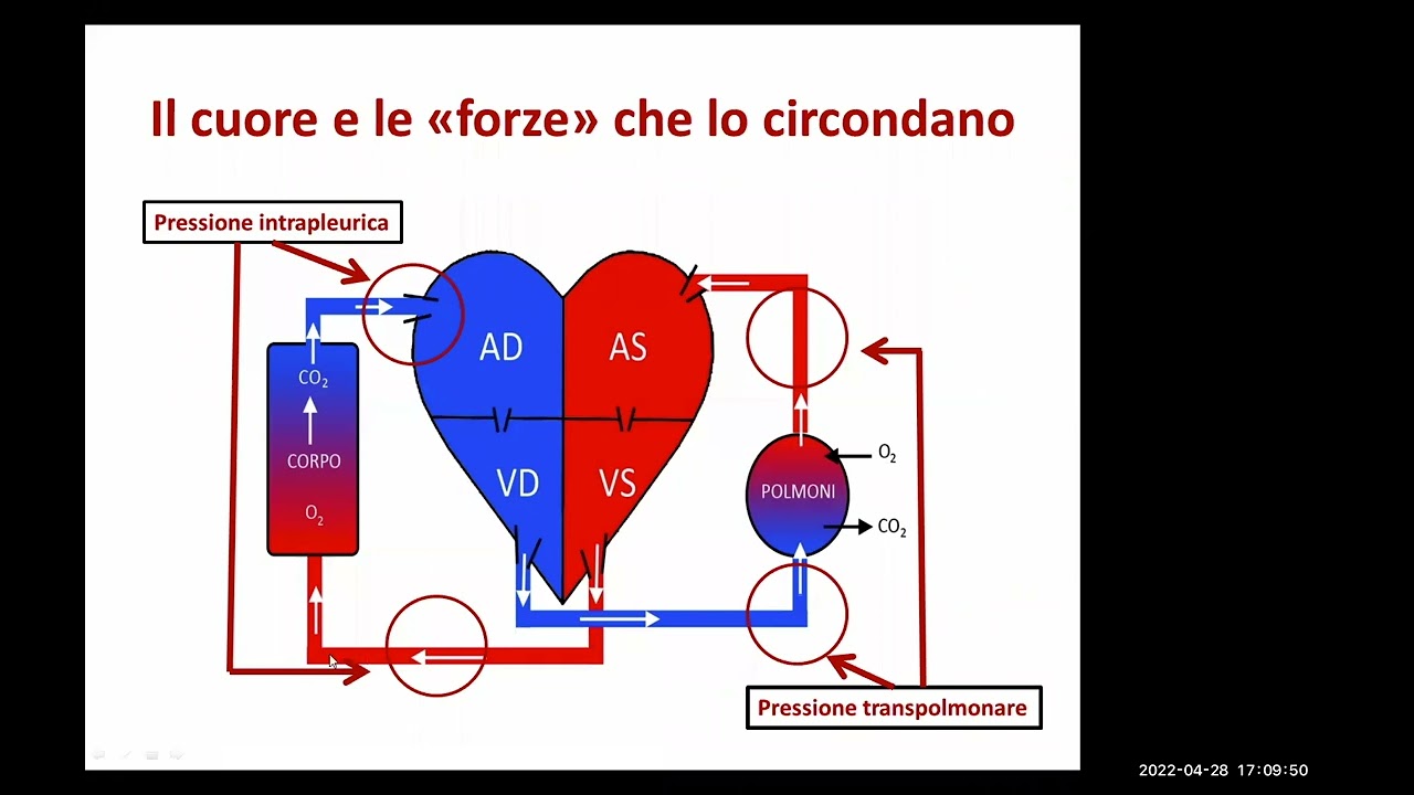 GIS4PLUS - Interazioni cuore-polmoni nel respiro spontaneo e durante la ventilazione meccanica