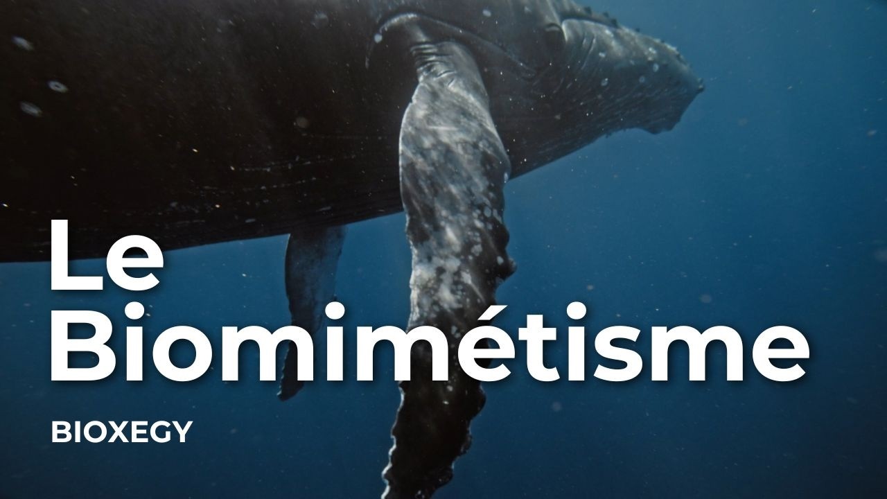 BIOXEGY pionnier du biomimétisme en France
