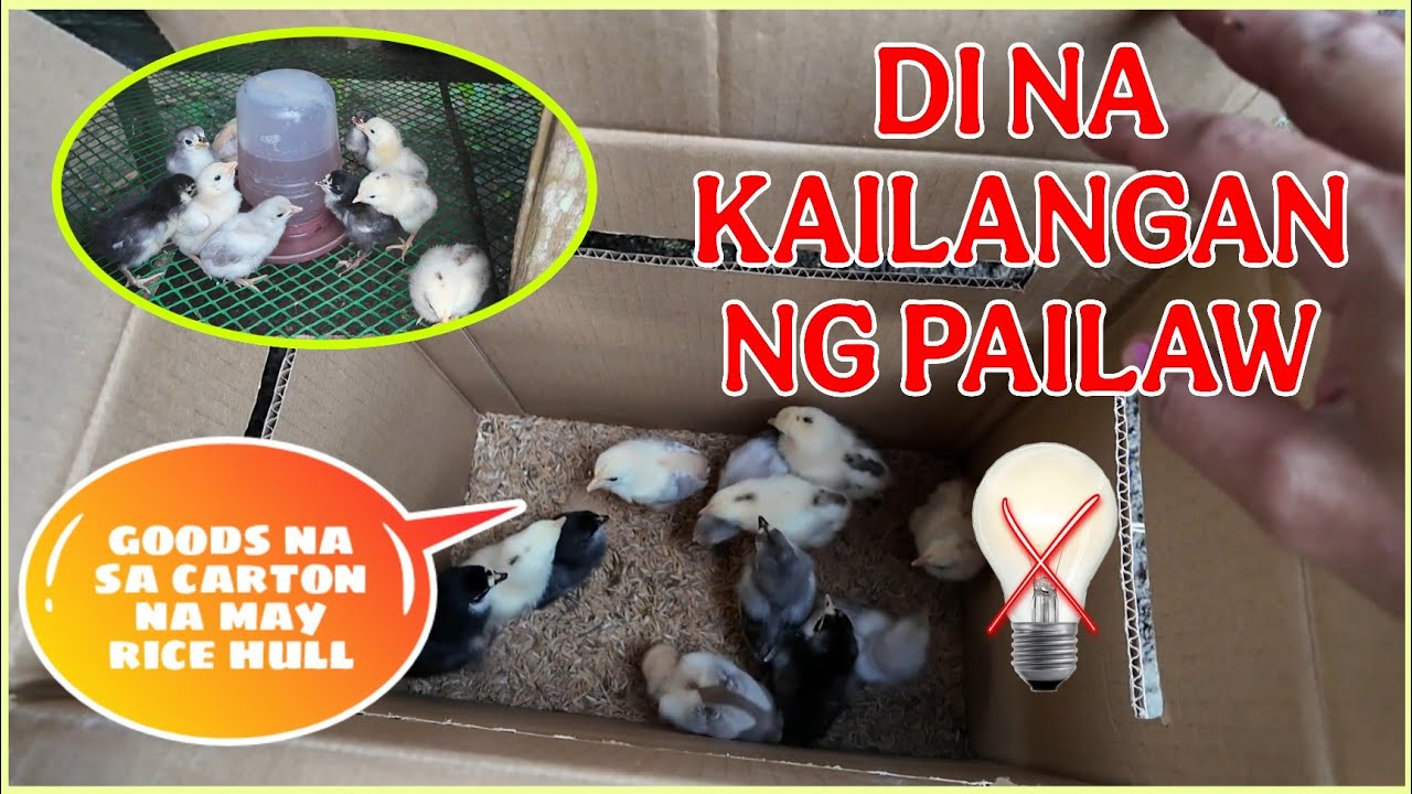 WALANG PAILAW PARA SA MGA SISIW?  WALANG PROBLEMA BASTAT MAY CARTON KA😂