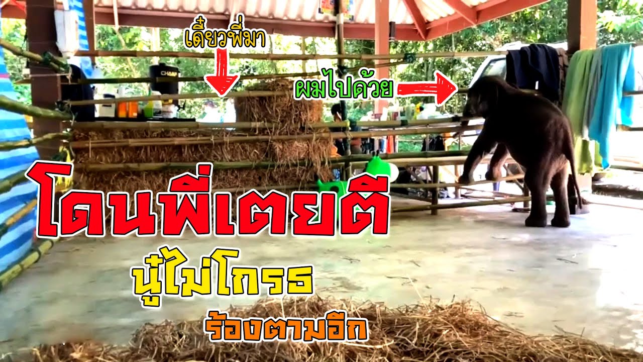 น้องตุลาเด็กพลัดหลง : พี่เตยไม่รักหนู ตีหนู แต่หนูรักพี่เตย หนูอยากไปใหนกับพี่เตยด้วย  ร้องลั่นเลย!!