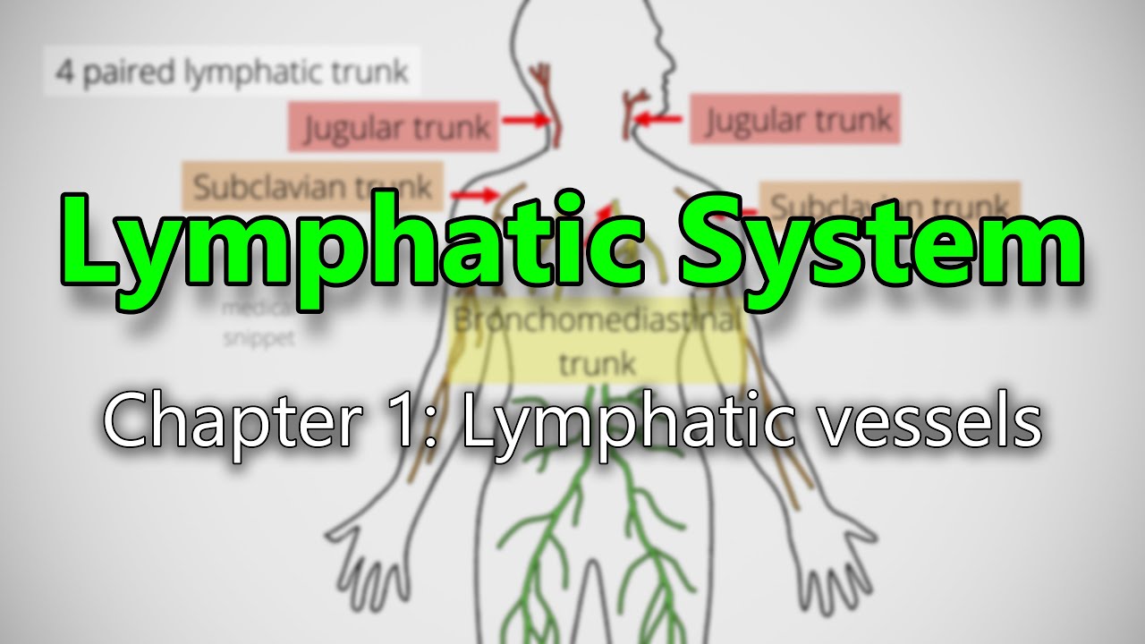 Lymphatic System : Chapter 1: Lymphatic Vessels including Thoracic Duct