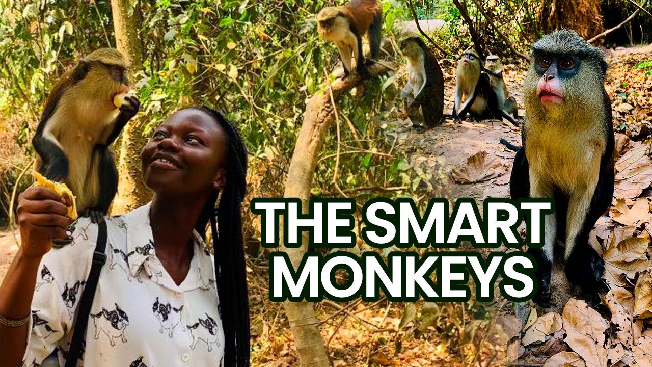 The Untold Story of TAFI ATOME MONKEY SANCTUARY | Volta Region Ghana