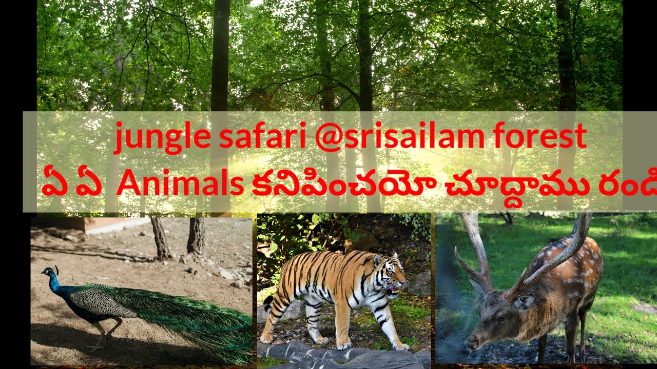 Jungle safari cheseddam రండి@శ్రీశైలం forest Tiger kanipinchinda?? #tribalhouses