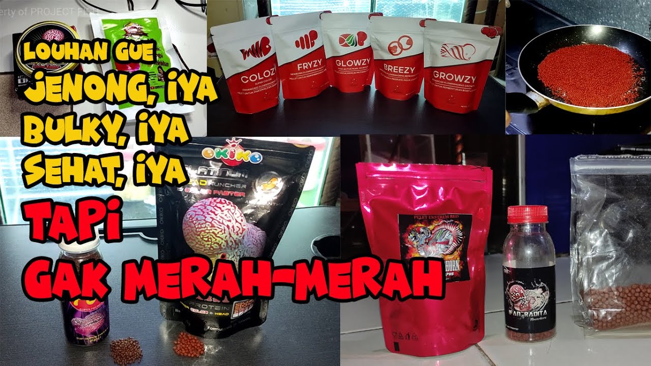 Review Pakan PELET Ikan Louhan | Di Jamin Bakal Bikin Ikan Louhan ???