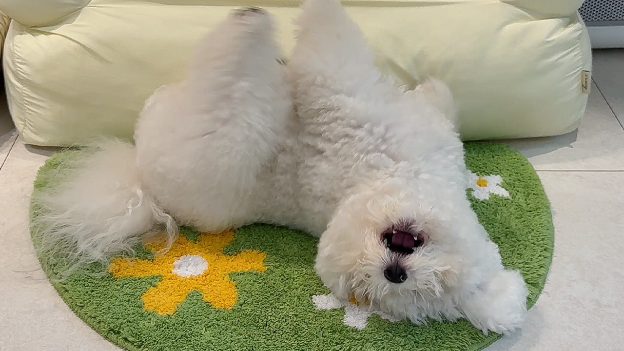 지렁이 냄새 맡자마자 강아지가 미친 듯이 구르기 시작했습니다