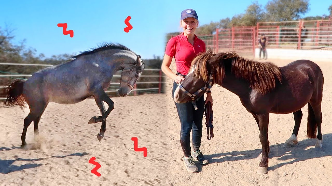 Mijn nieuwe verzorgpony en Chin Chin gaat los! | Los Caballos Luna #15