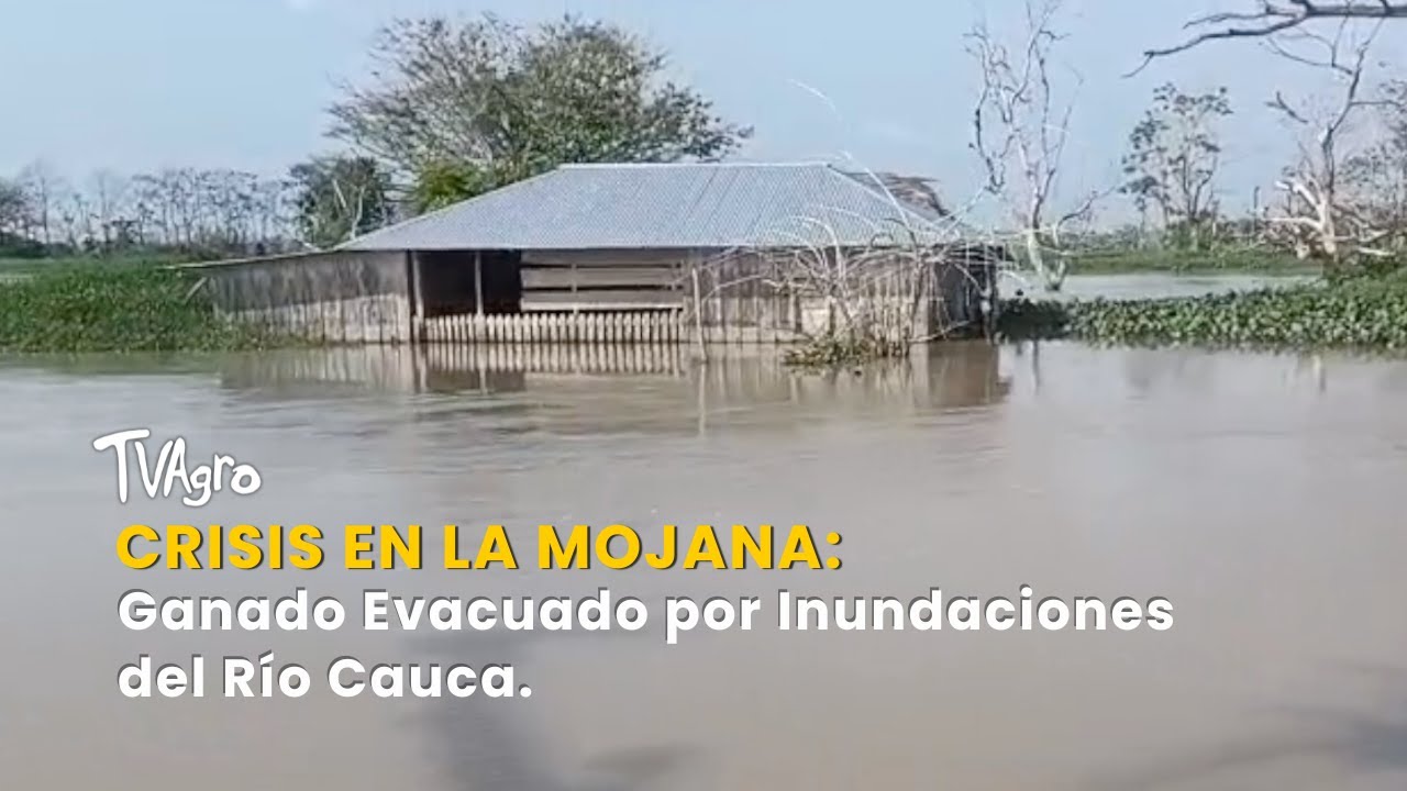 Crisis en La Mojana: Ganado Evacuado por Inundaciones del Río Cauca - TvAgro por Juan Gonzalo Angel