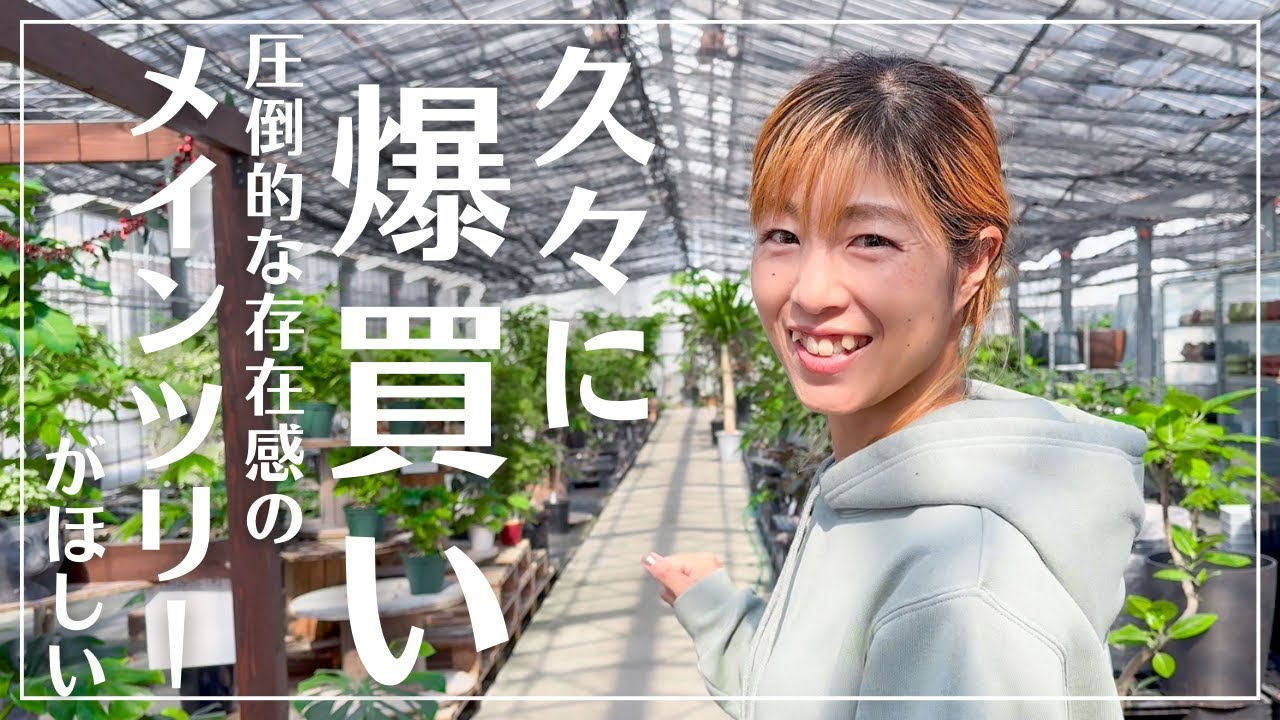 【沖縄に来たら必ず行くべき】観葉植物の宝庫《AONOKI》で爆買いしてきた