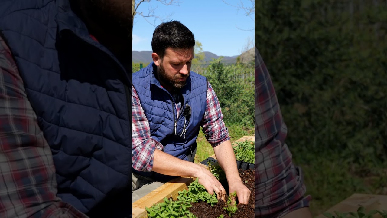#coltivare le #carote in maniera efficace sfruttando il #terreno #mattthefarmer #orto #faidate