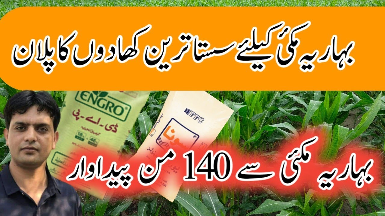 Fertilizer Plan for Spring Maize 2022 Get maximum yield with less DAP | Dr. Jamil Shafi | plant
