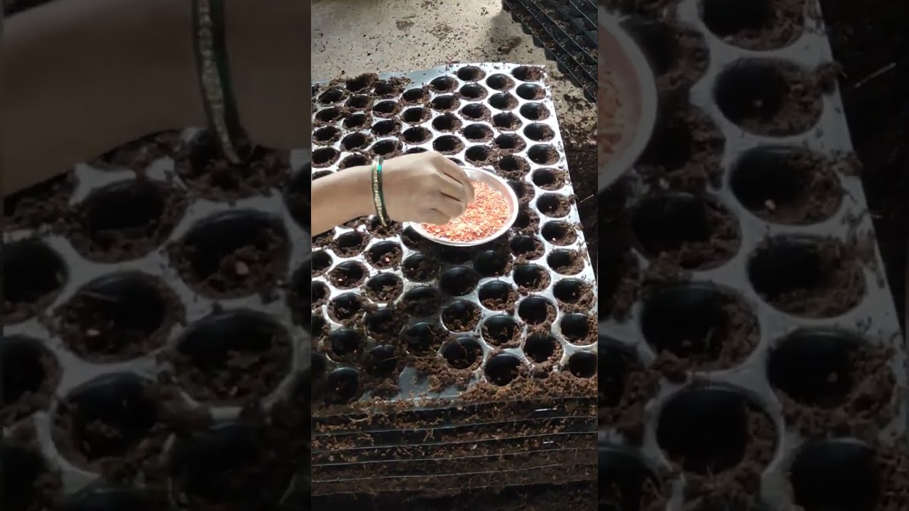 Capsicum nursery raising of seedlings /Dabu mirchi ki nursery