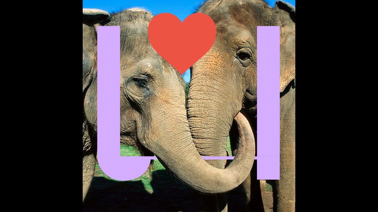 541. Hoe kan DierenTinder bedreigde diersoorten redden?