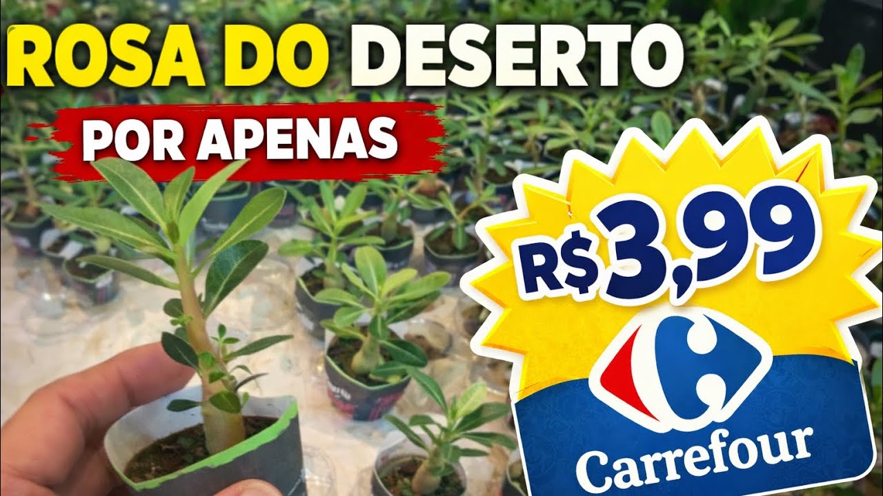PLANTAS DA SEMANA NO CARREFOUR 