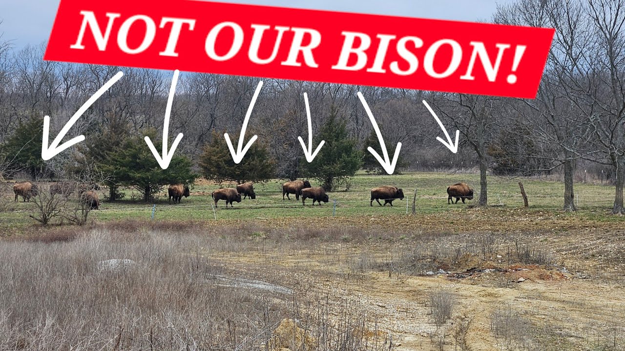 Moving a BISON herd by MYSELF! (Neighbors bison break into our property)