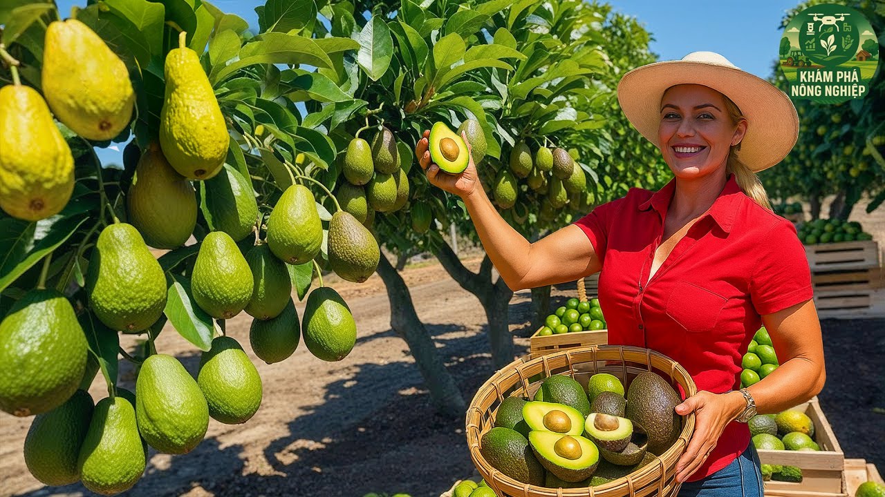 🥑 Trang Trại Bơ Ở Mexico – Cách Họ Biến Hàng Triệu Tấn Bơ Thành Đặc Sản Bán Khắp Thế Giới !
