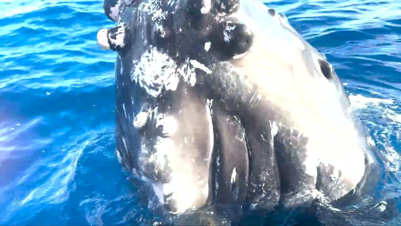 Kihei, HI Whale Watching | Whale Mugging 