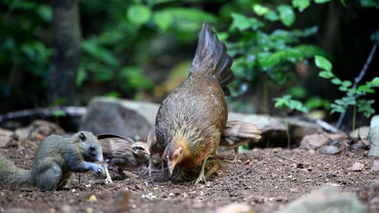 Red Jungle Fowl Gallus gallus spadiceus with chicks