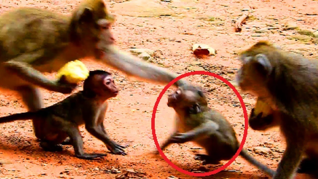 Amari angry sweety baby until fight & Dolly fight Lori back,Why monkey argue like this?Pity on baby