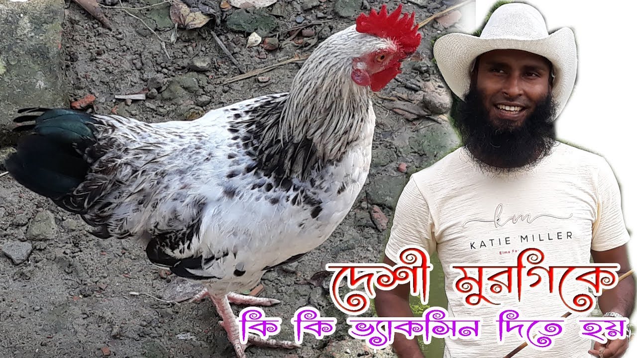 Deshi Murgi  এবং সৌখিন মুরগির ভ্যাকসিন তালিকা ।। 01988883102 ।। Poultry Vaccination