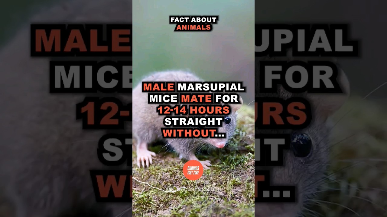Curious Fact about Marsupial Mice you did NOT know #shorts
