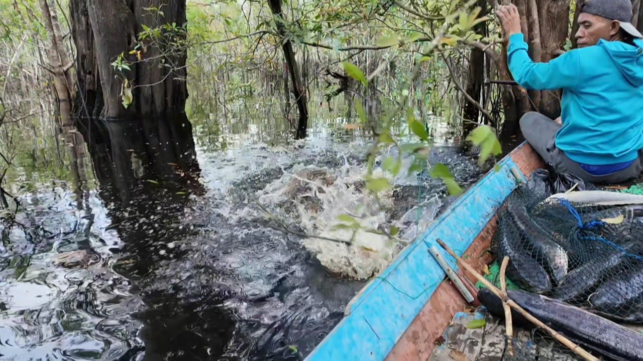 REJEKI DAPAT 13 EKOR IKAN TOMAN