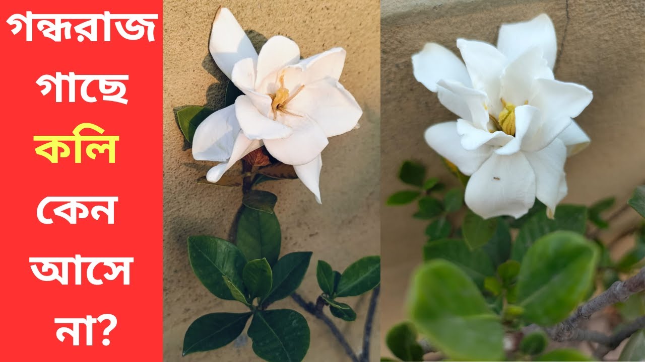 গন্ধরাজ ফুল গাছে কলি আনার উপায়।গন্ধরাজ গাছে ফুল আসছে না।Gondhoraj gache ful anar upay। Gardenia bud