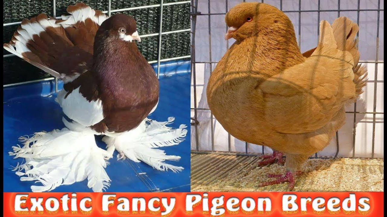 Top Varieties Of Fancy Pigeon #32