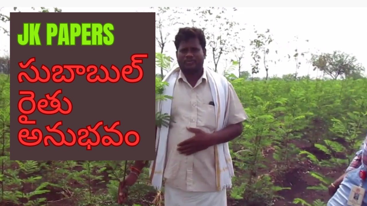 Subabul Farming Success: 60 Tons/Acre in 18 Months with JK Paper