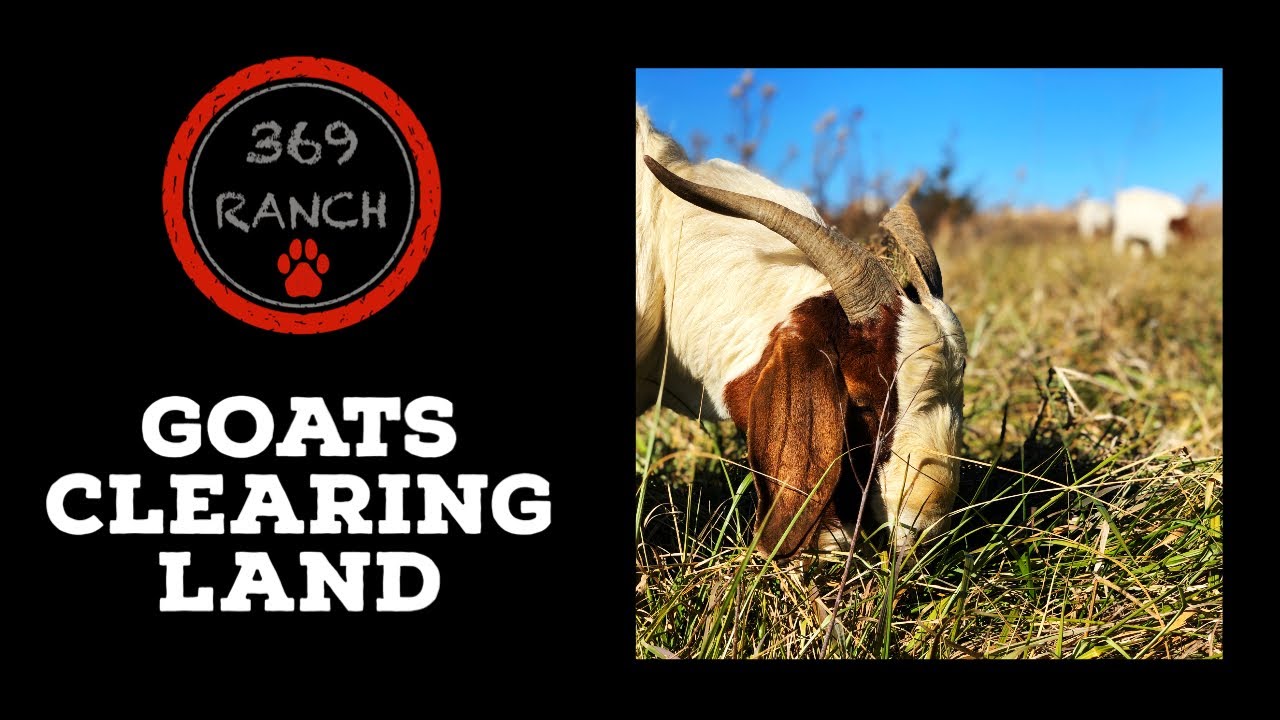 Goats and Sheep Clearing Overgrown Land - Before & After 8 Days