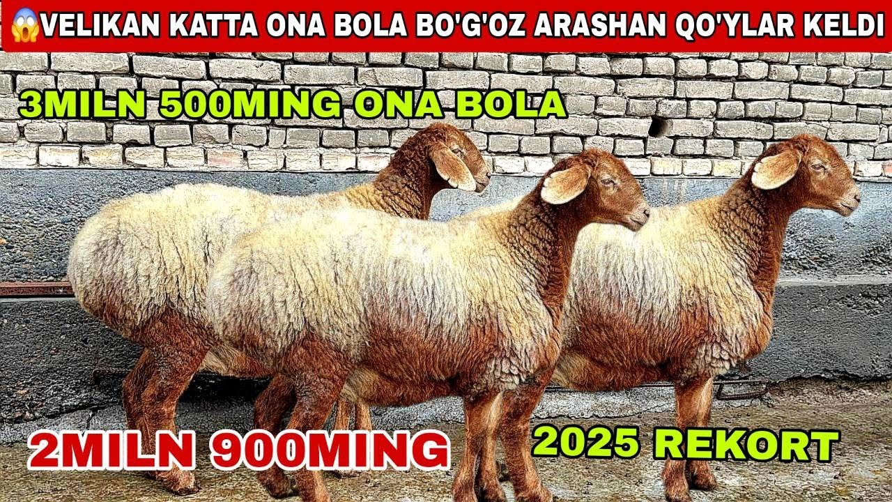 😱3miln 500ming ona bola 2miln 900ming qo’zi sho’k narxlar 2026 rekort uzoq kutilgan veido shoshiling