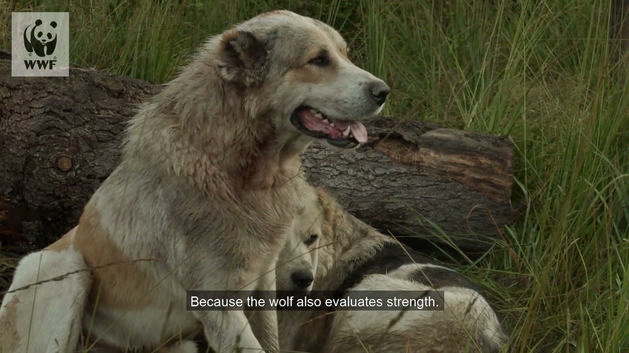 Traditions of coexistence in the Ukrainian Carpathians: shepherd dogs