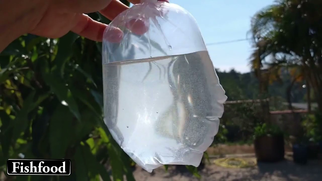 Por&ccedil;&atilde;o Viva de Param&eacute;cio / Paramecium
