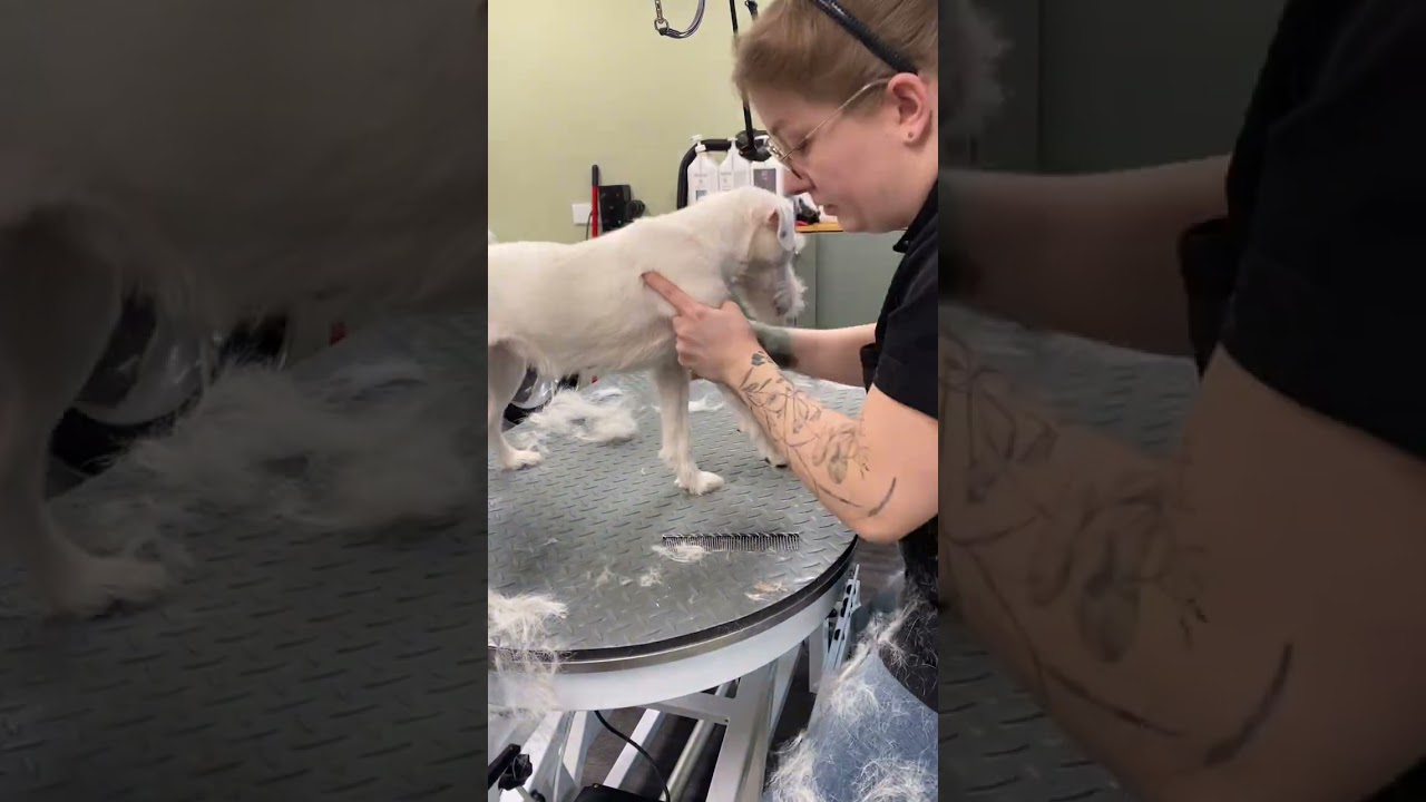Ich zupfe / trimme einen Parson Russell Terrier