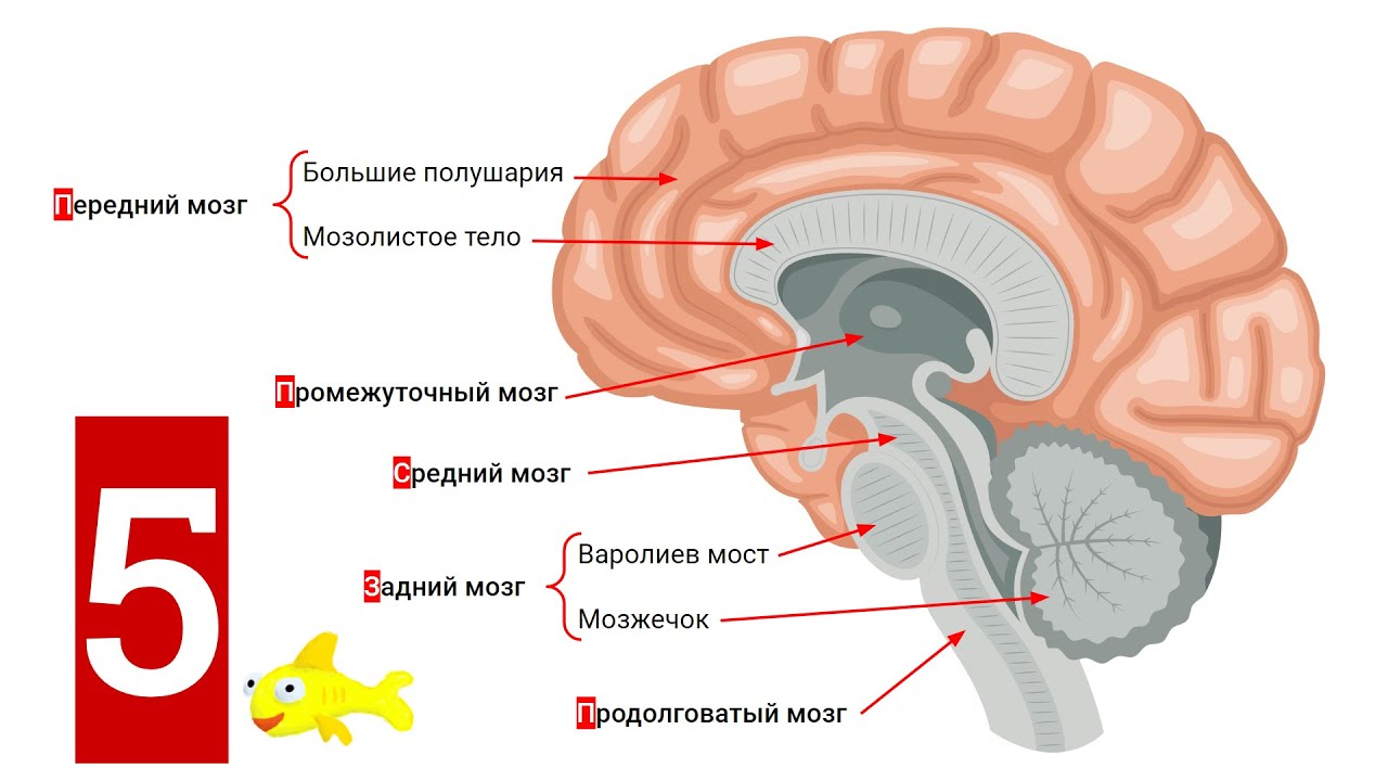 Головной мозг человека: строение, функции + КАК ЭТО ЗАПОМНИТЬ