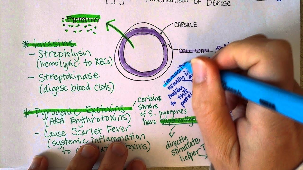 Streptococcus pyogenes, Part 2