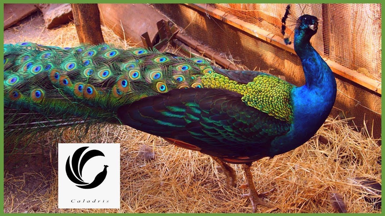 🦚 𝐂𝐑Í𝐀 𝐝𝐞  𝐏𝐚𝐯𝐨𝐬 𝐑𝐞𝐚𝐥𝐞𝐬 y PAVAS blancos 🦚 𝐀𝐕𝐄𝐒 𝐄𝐗𝐎𝐓𝐈𝐂𝐀𝐒 en Finca Kaladris 2020